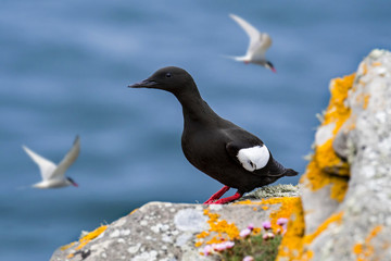Black guillemot (Cepphus grylle) resting on rock ledge in sea cliff and Arctic terns flying by in spring, Shetland Islands, Scotland, UK