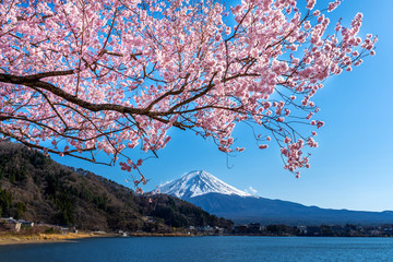 Fuji mountain and cherry blossoms in spring, Japan.