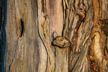 Long shot of squirrel camouflagged in the tree trunk © F.C.G.