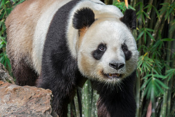 Fototapeta premium Giant panda (Ailuropoda melanoleuca) in bamboo forest