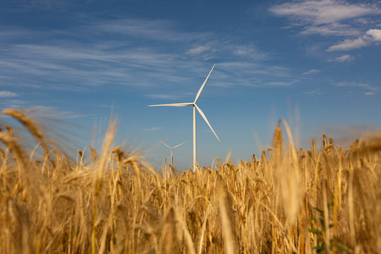 field of wheat