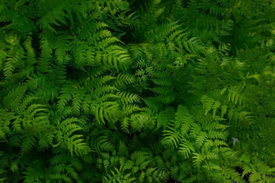 green background