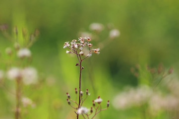 Close-up view of wilted little plant