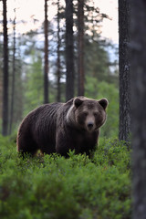 Obraz na płótnie Canvas wild brown bear in forest
