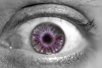 Yeux macro