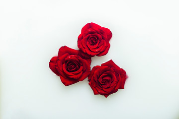 Beautiful red roses in a milk bath. Concept of spa treatments, relaxation, spa treatments, therapy