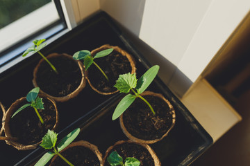 seedlings in peat pots. Baby plants seeding, black hole trays for agricultural seedlings.The spring...