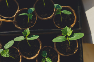 seedlings in peat pots. Baby plants seeding, black hole trays for agricultural seedlings.The spring...