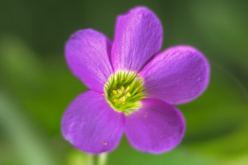 Flower of pink-sorrel