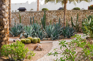 Well-groomed park area with palm trees and cacti.