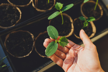 seedlings in peat pots. Baby plants seeding, black hole trays for agricultural seedlings.The spring...