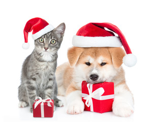 Akita inu puppy and cat wearing red christmas hats sit with gift boxes. isolated on white background