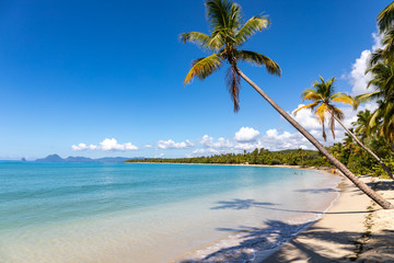 Sainte-Anne, Martinique, FWI - Leaning coconut palm trees in Salines beach. Diamond rock (Le...