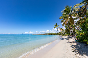 Sainte-Anne, Martinique, FWI - Leaning coconut palm trees in Salines beach. Diamond rock (Le Diamant) in the back