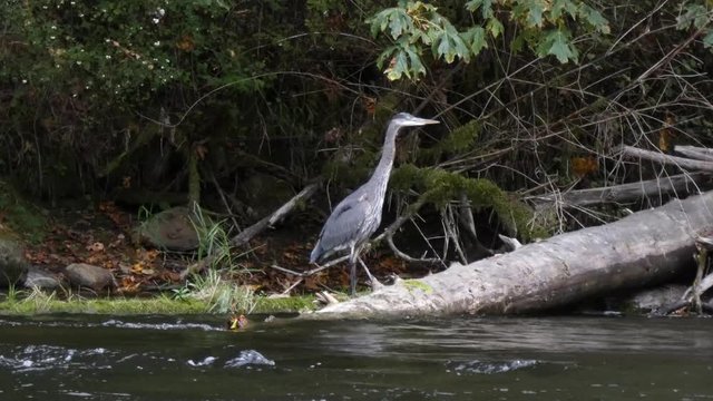 giant blue heron fishing along the edge of a river