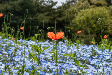 ネモフィラ畑の中に咲くオレンジのポピー
