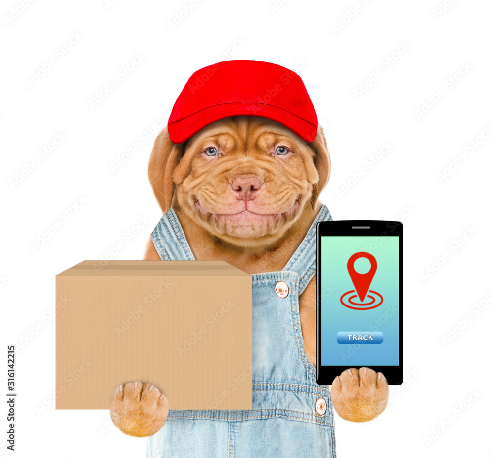 Poster smiling puppy wearing a red cap and overalls holds smartphone and big box. isolated on white backgro