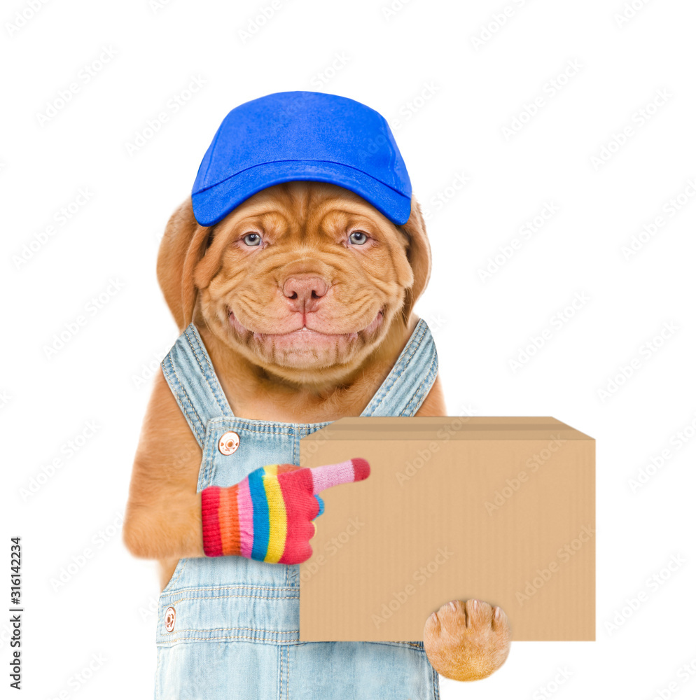 Poster smiling puppy wearing a blue cap and overalls points on big box. delivery concept. isolated on white