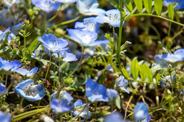 アップで撮影したネモフィラの花