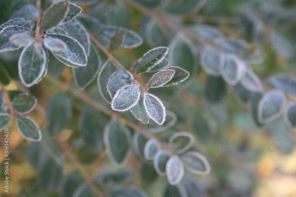 Wall mural common privet leaves covered by frost on winter season. ligustrum vulgare tree in the garden on wint