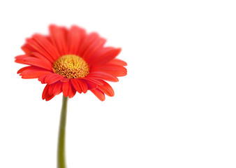 Red gerbera on white background. Selective focus.