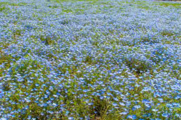 引きで撮影した青いネモフィラ群