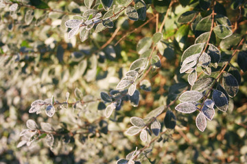 Common privet leaves covered by frost on winter season. Ligustrum vulgare tree in the garden on winter season