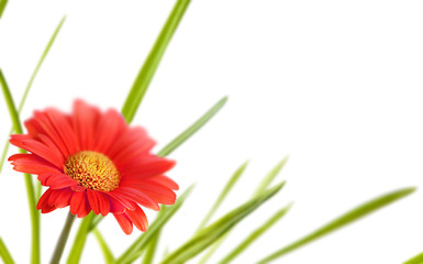 Red gerbera close-up on white background. Spring background . Greeting Card template.