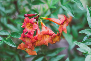 close-up of tacoma plant with red orange flowers outdoor