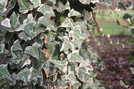 Close- up of variegated Ivy plant. Green and white Ivy leaves on branch