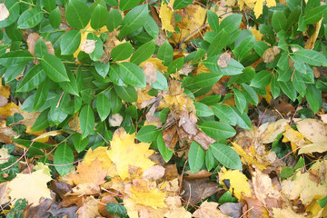 Green leaves of Cherry laurel hedge on autumn season. Prunus laurocerasus bush in the garden