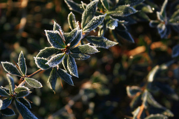 Warty barberry bush  covered bry frost on winter season. Berberis verruculosa in the garden
