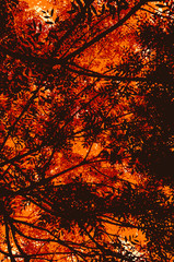 Beneath foxed, orange and brown leaves. Vector illustration of an evening scenery under the woods, looking upward. 