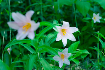 ヒメサユリの小径