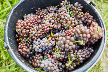 Eimer voll mit roten Weintrauben