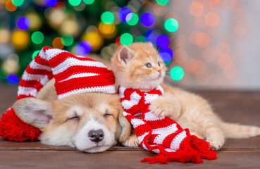 Fototapeta na wymiar Pembroke welsh corgi puppy wearing a santa hat and funny kitten wearing a warm hat lie together on festive Christmas background