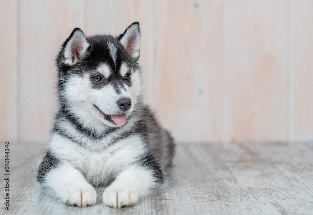 Poster siberian husky puppy lies on the floor at home. empty space for text