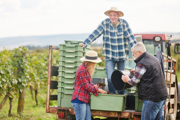 Erntehelfer verladen gemeinsam die Weinernte