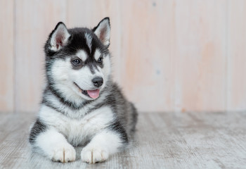 Siberian husky puppy lies on the floor at home. Empty space for text