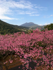 spring cherry blossom season at  Yangmingshan National Park ,taipei taiwan