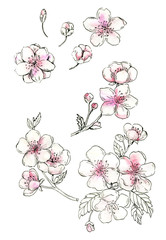 Cherry blossom, set of watercolor cliparts. Blooming cherry. Graphic pen and watercolor. Japanese spring drawing flowers. Sakura. Hand drawn blooming tree. For wedding, valentines cards, invitations.