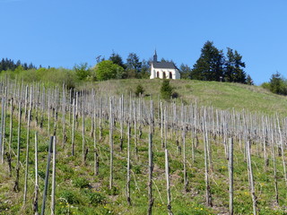 Fototapeta na wymiar Blick in über die Weinberge zur Bergkapelle in Kröv an der Mosel