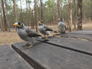 Three noisy miner birds on a table