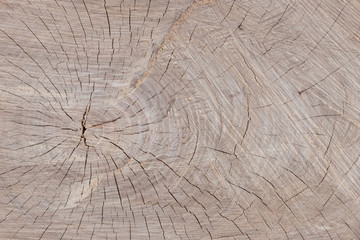 Cut tree of light brown color, annual rings and cracks are visible.