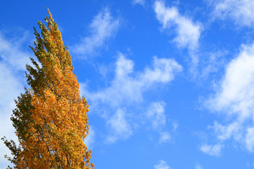 Autumn leaves of a Poplar Tree Against Vibrant Blue Sky with Copy Space
