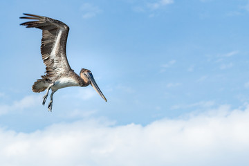 pelicano en pleno vuelo 