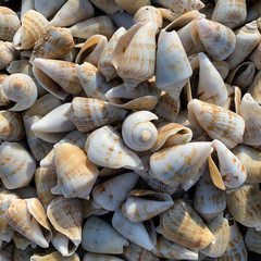 sea shell on the beach