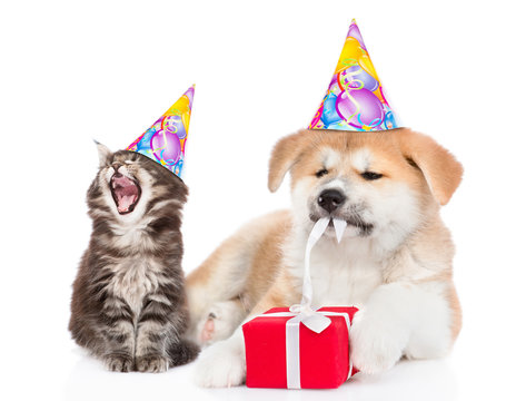 Yawning kitten wearing a birthday hat sits with akita inu puppy who is untying a gift box ribbon. isolated on white background