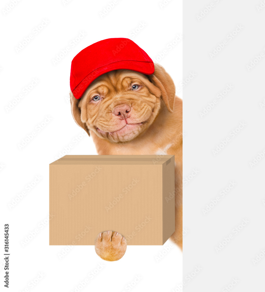Poster Smiling puppy wearing a red cap holds big box and looks from behind empty banner. isolated on white background