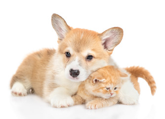 Fototapeta na wymiar Pembroke welsh corgi puppy embraces tiny kitten. isolated on white background